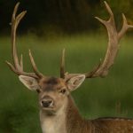 Read more about the article White Tail Deer Season