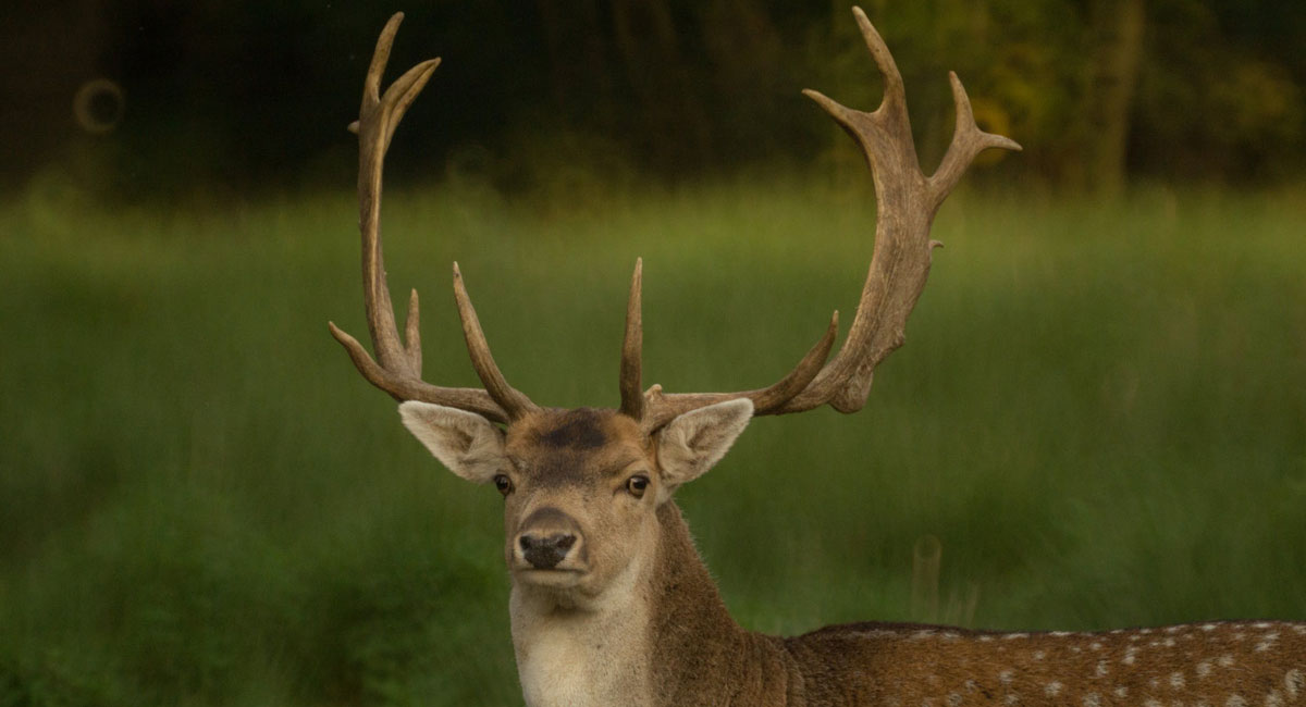 You are currently viewing White Tail Deer Season